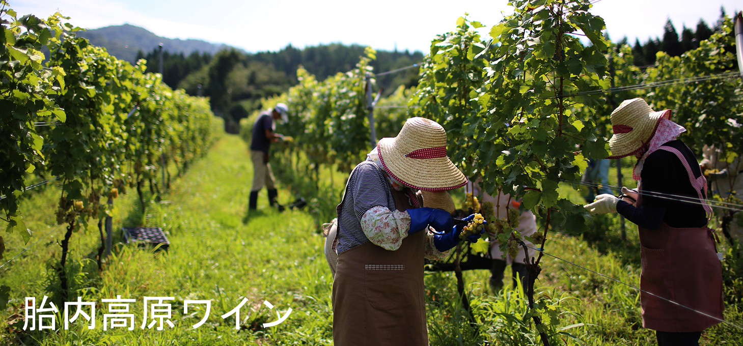 胎内高原ワインの葡萄畑