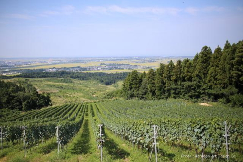 胎内高原ワインの葡萄畑